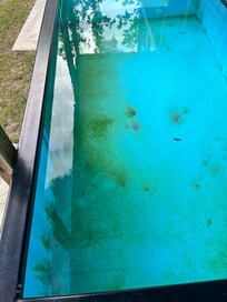 Before pool was ‘cleaned’