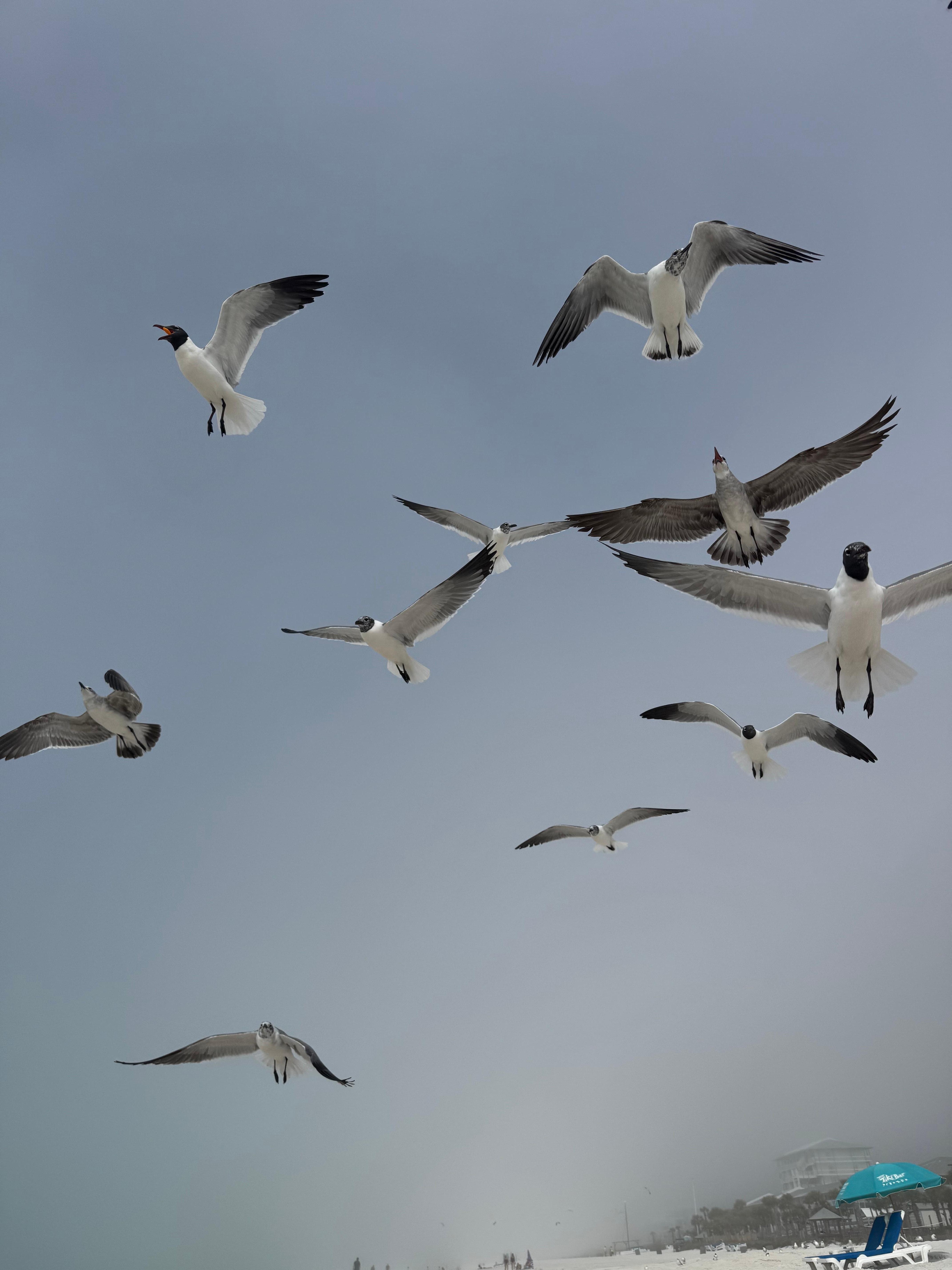 Feeding the seagulls 
