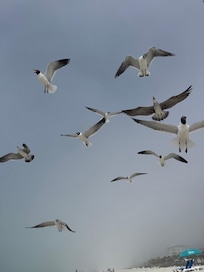 Feeding the seagulls
