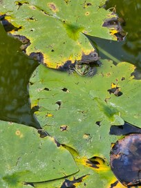 Mr Froggy 🐸