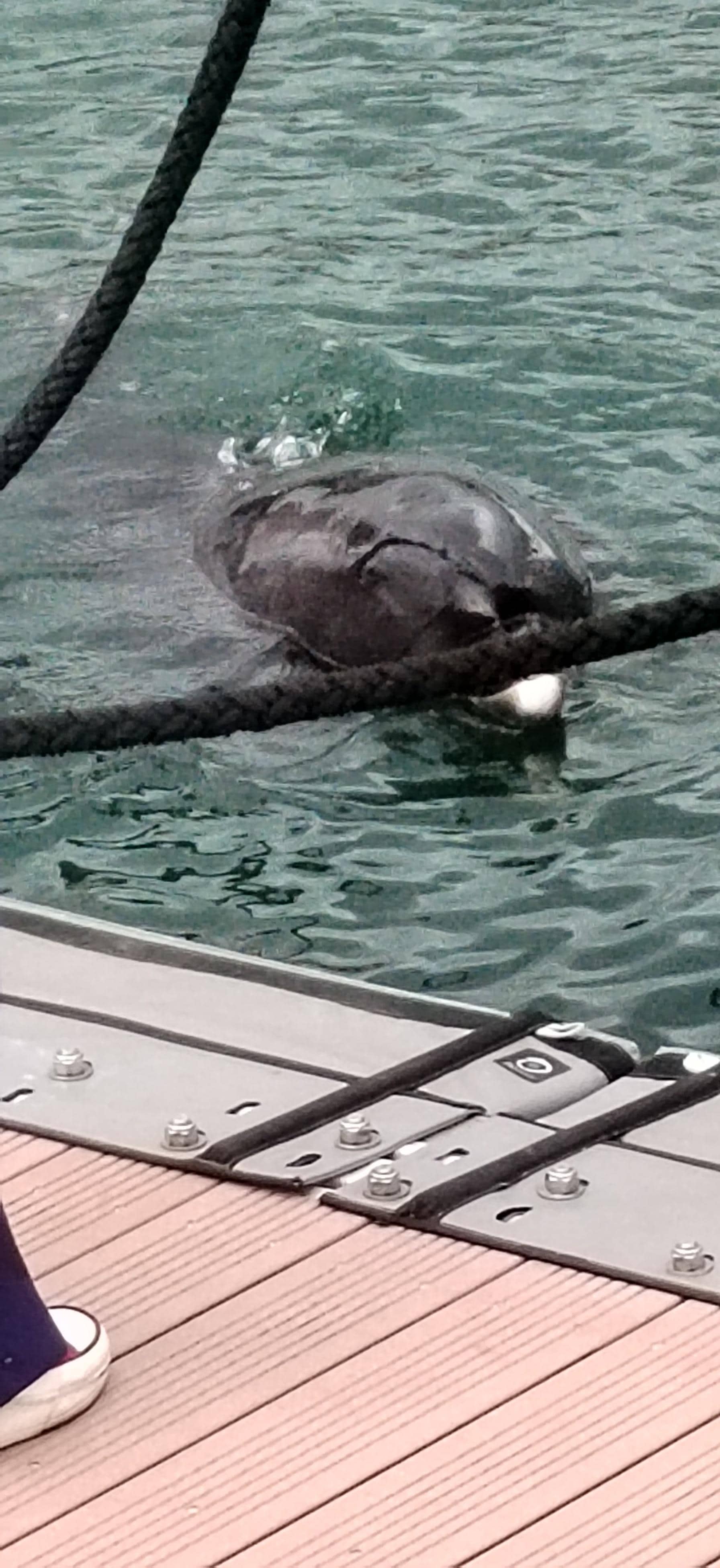 Un dauphin est venu nous dire bonjour à 2 pas de l'hôtel. 