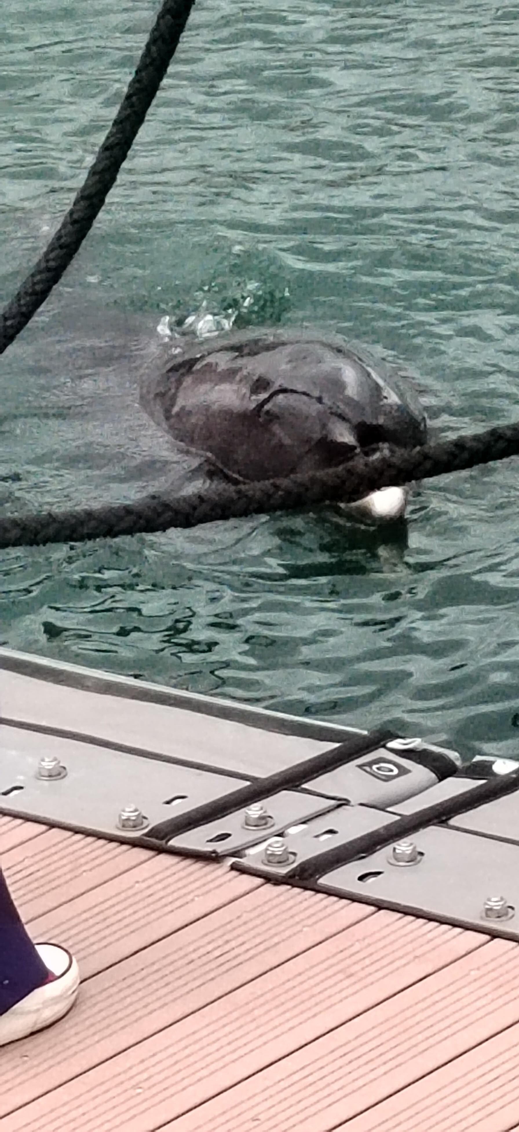 Un dauphin est venu nous dire bonjour à 2 pas de l'hôtel. 