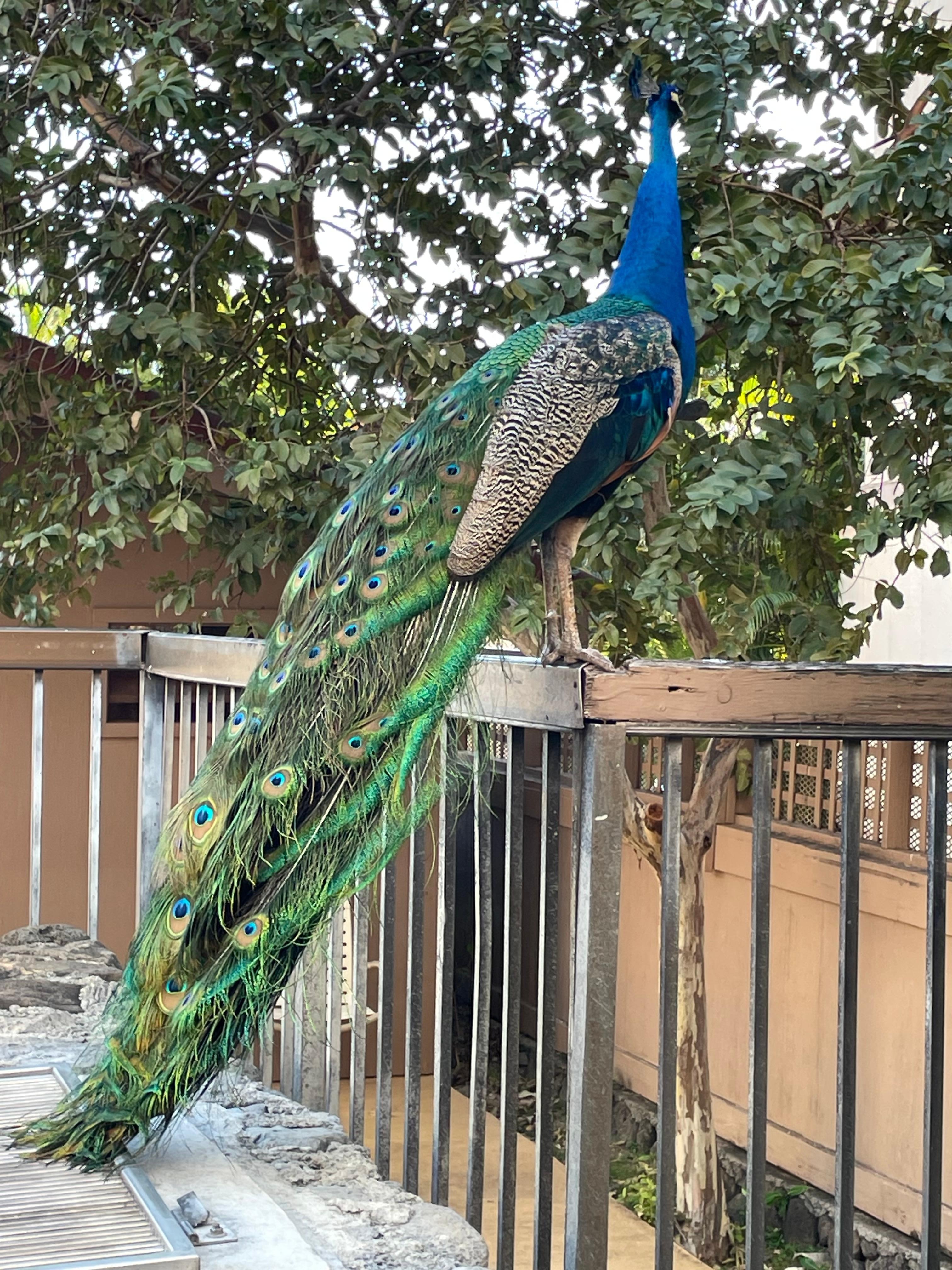 Peacocks in Makaha valley