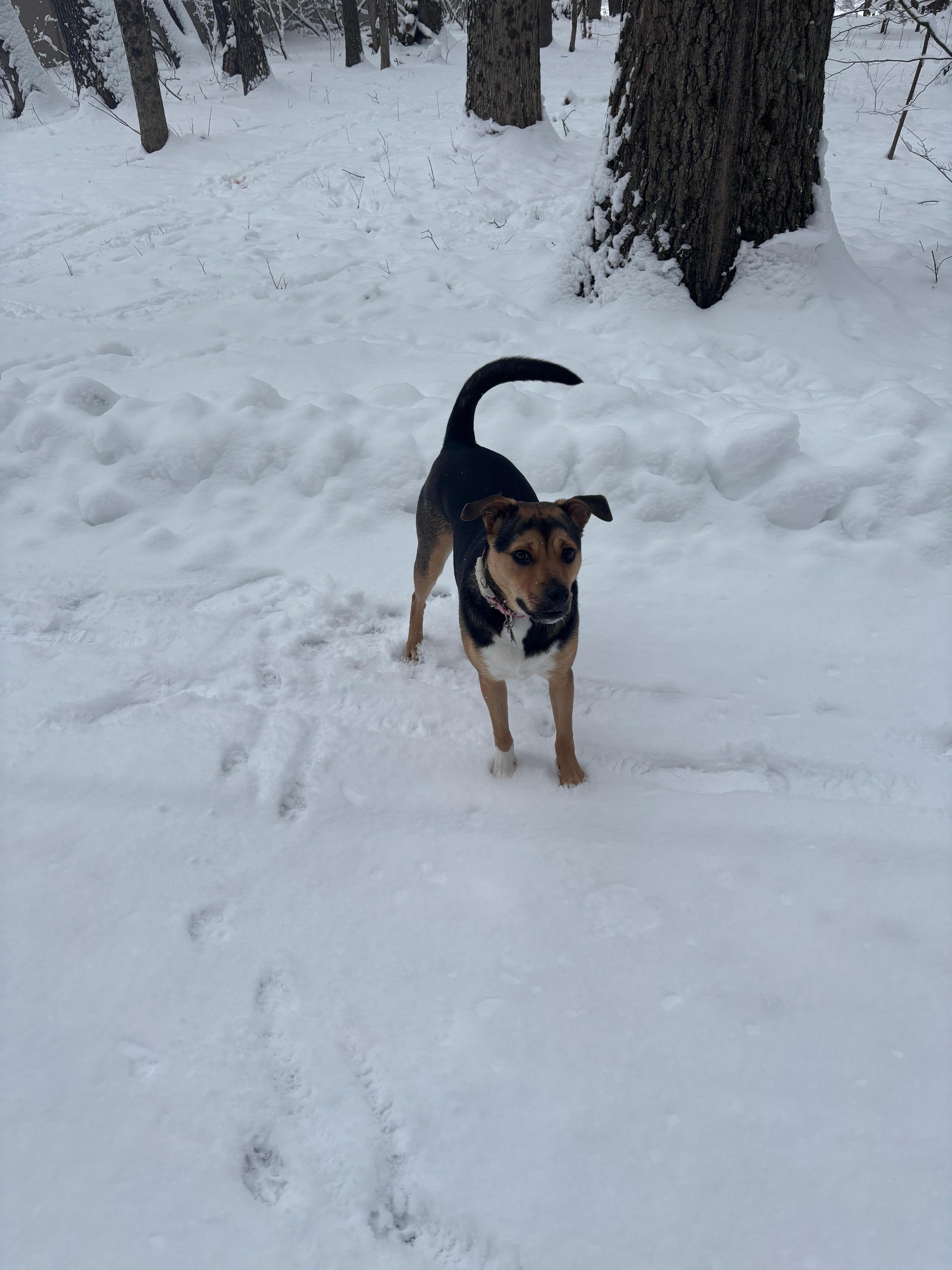 our dog enjoyed scampering through the snow