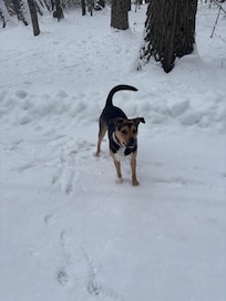 our dog enjoyed scampering through the snow