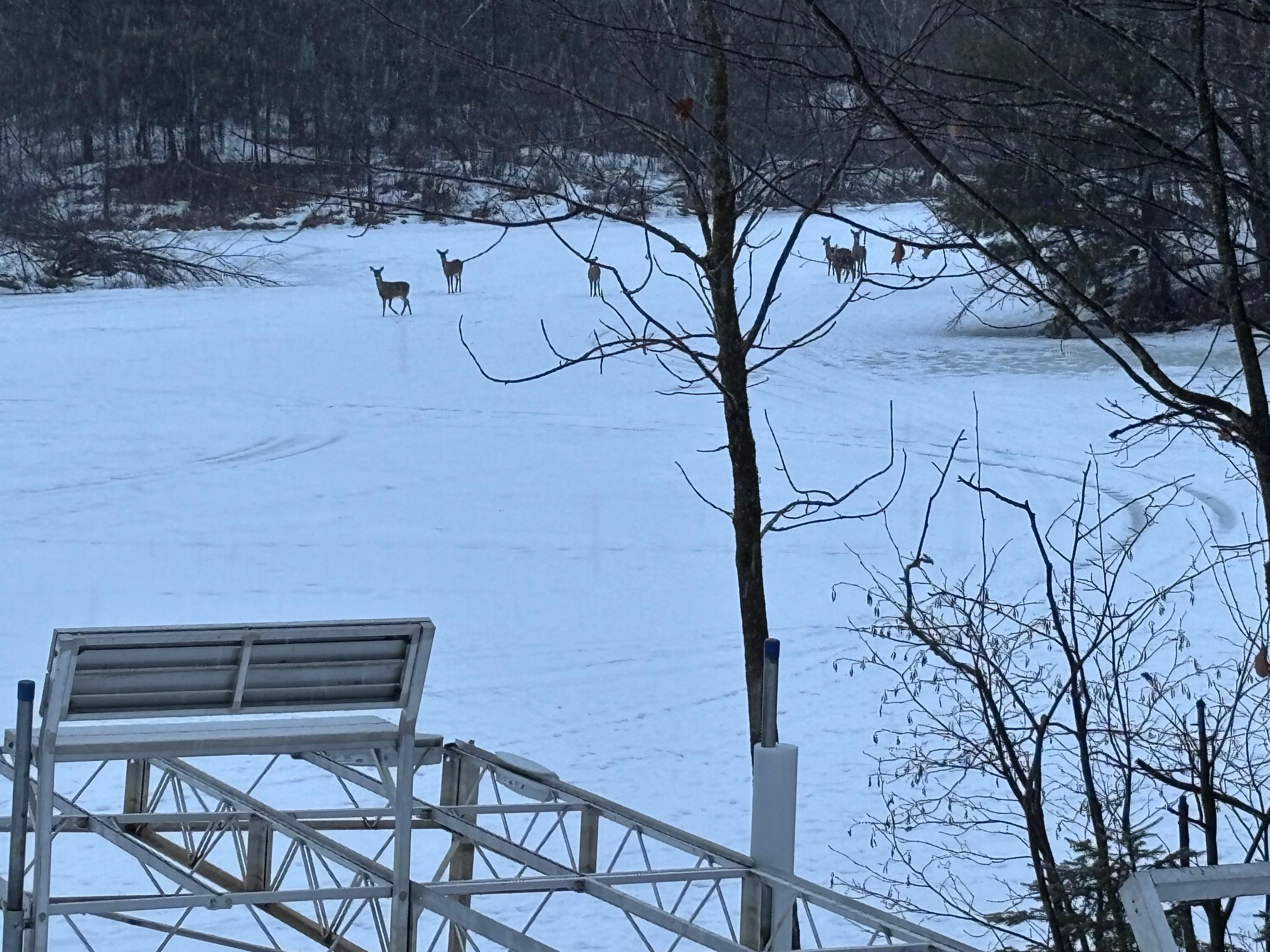 Great views of lake out of back windows in living/dining area