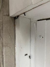 Insects