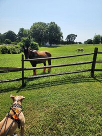 New friends