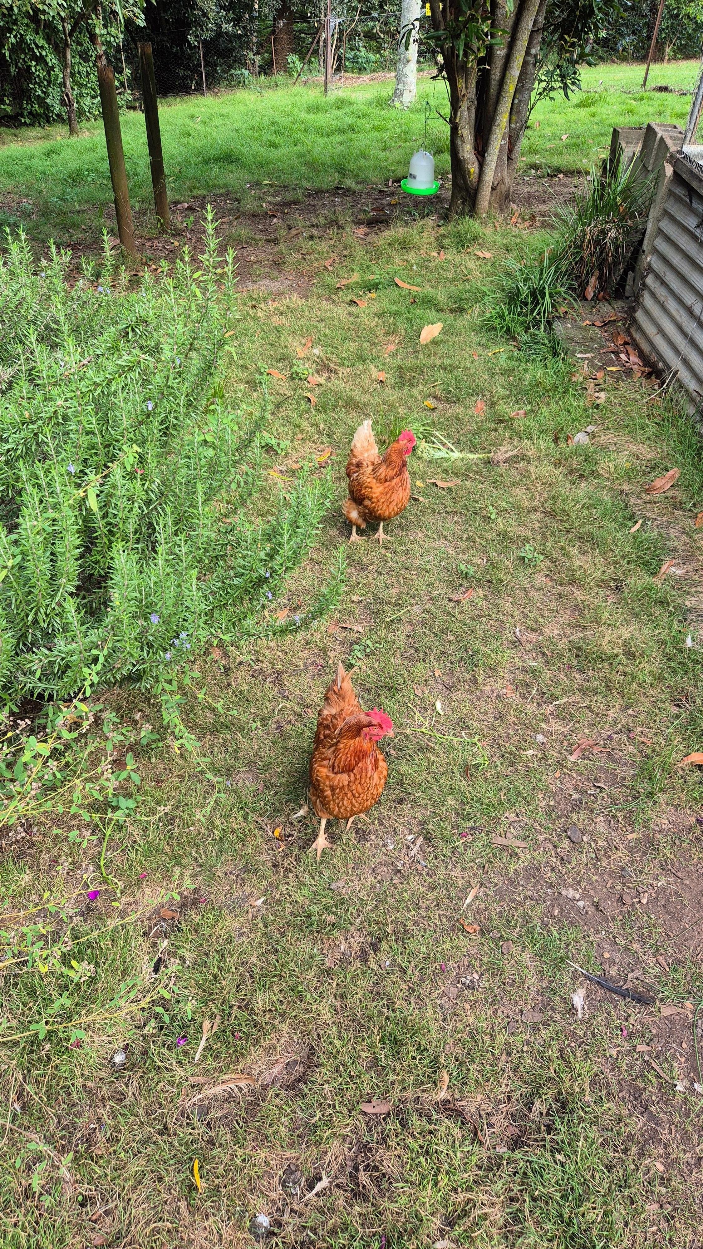 Friendly chooks on the property 
