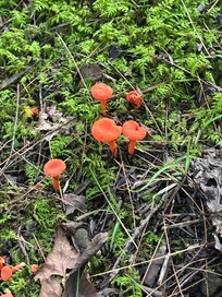 Wild mushrooms