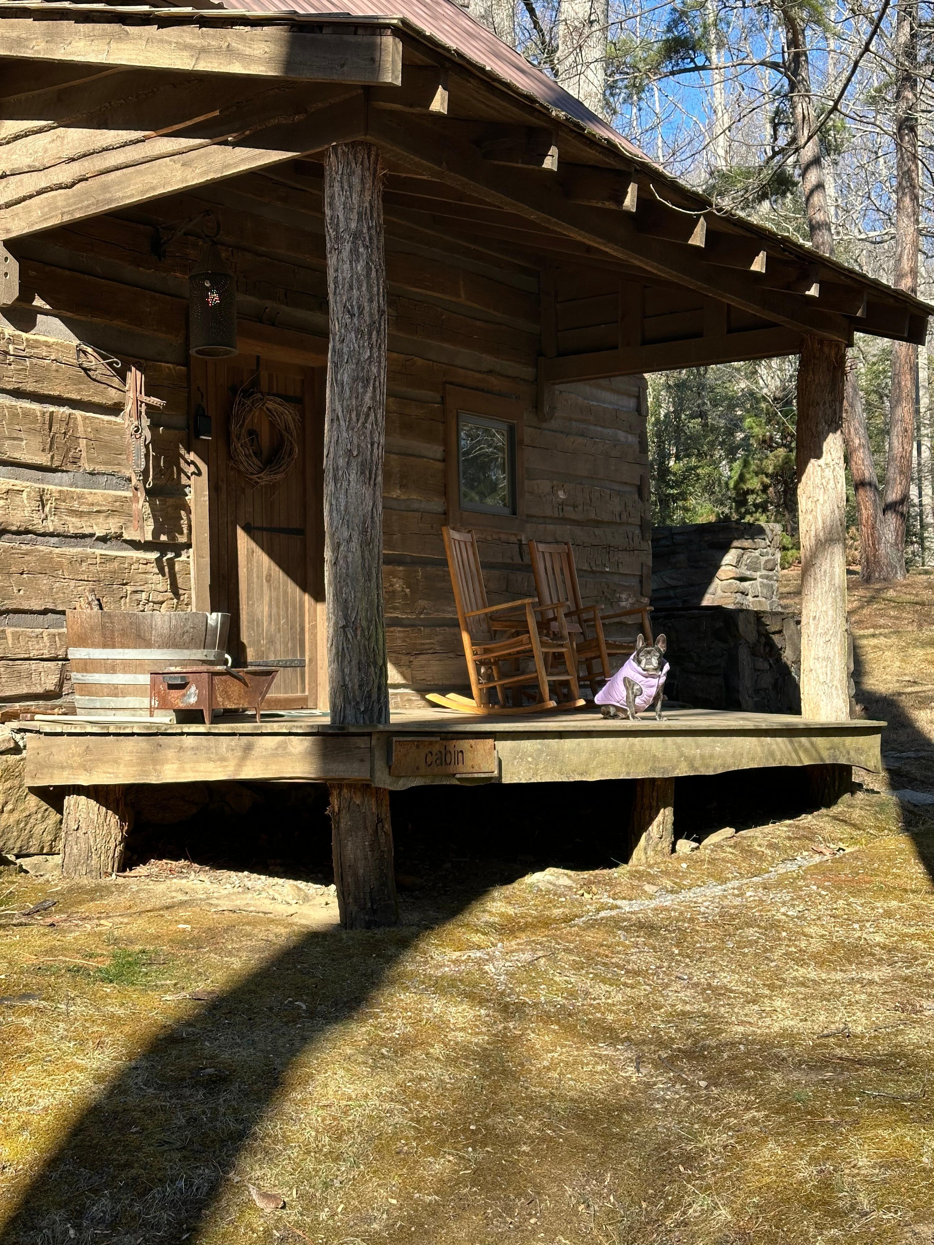 Our Frenchie enjoying the sunshine!