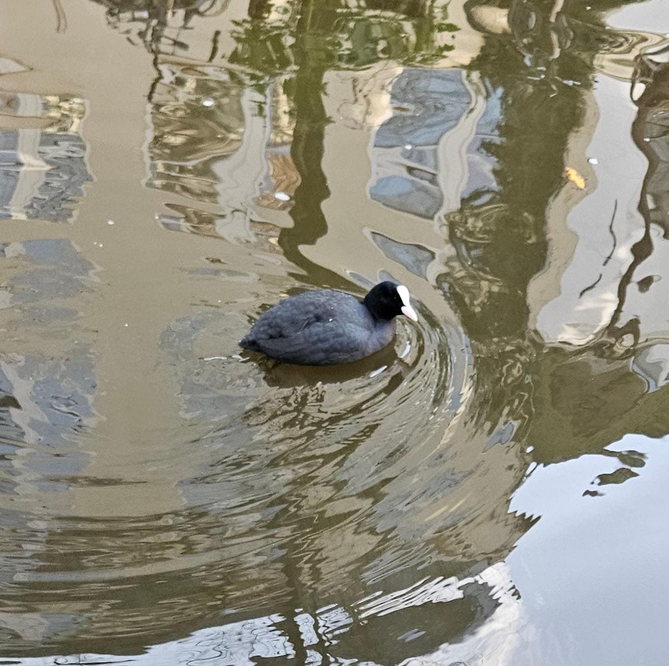 A coot that are frequent passerbys while eating! 