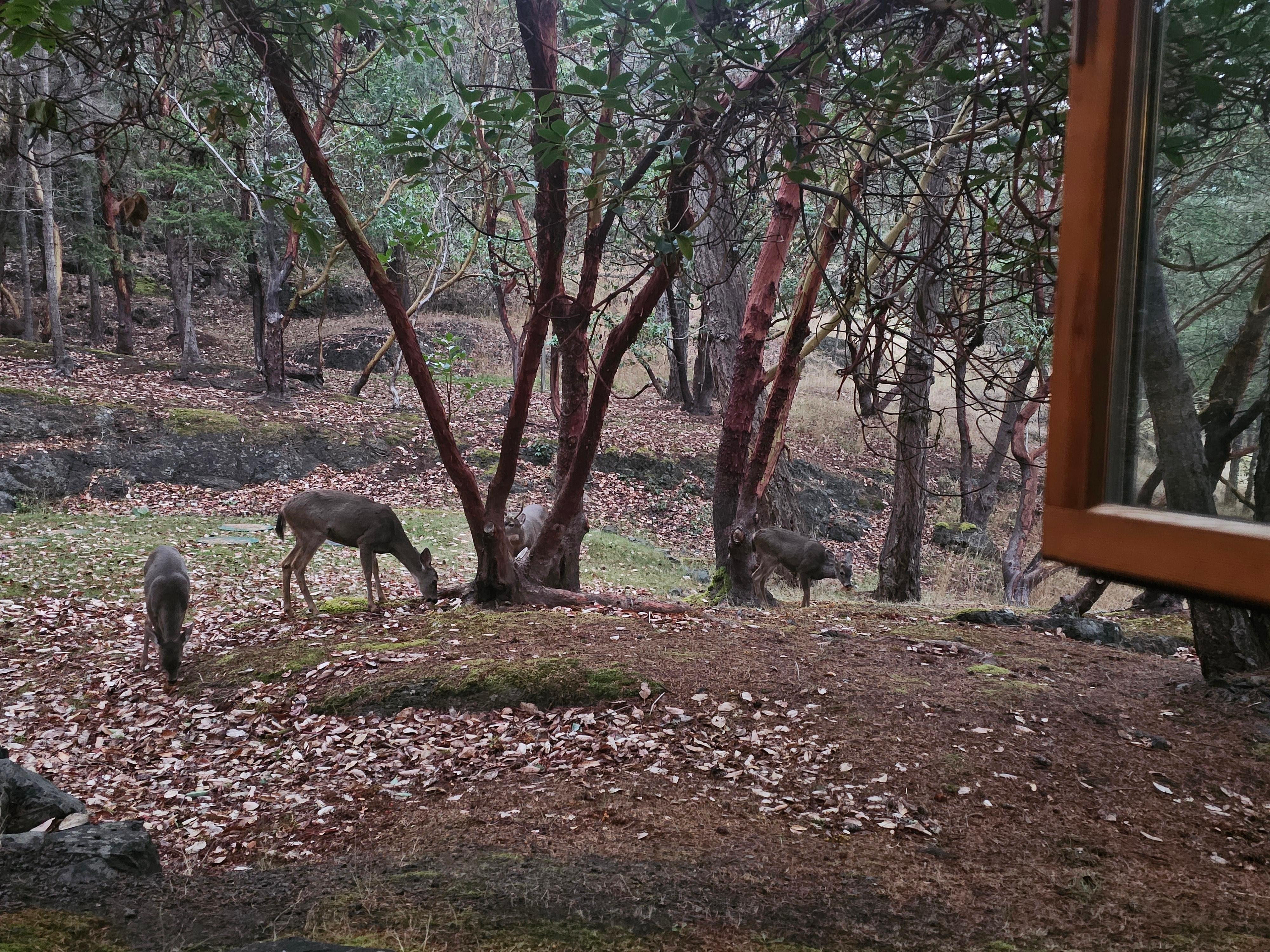 This was outside the bedroom window. You can see the open window.