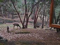 This was outside the bedroom window. You can see the open window.