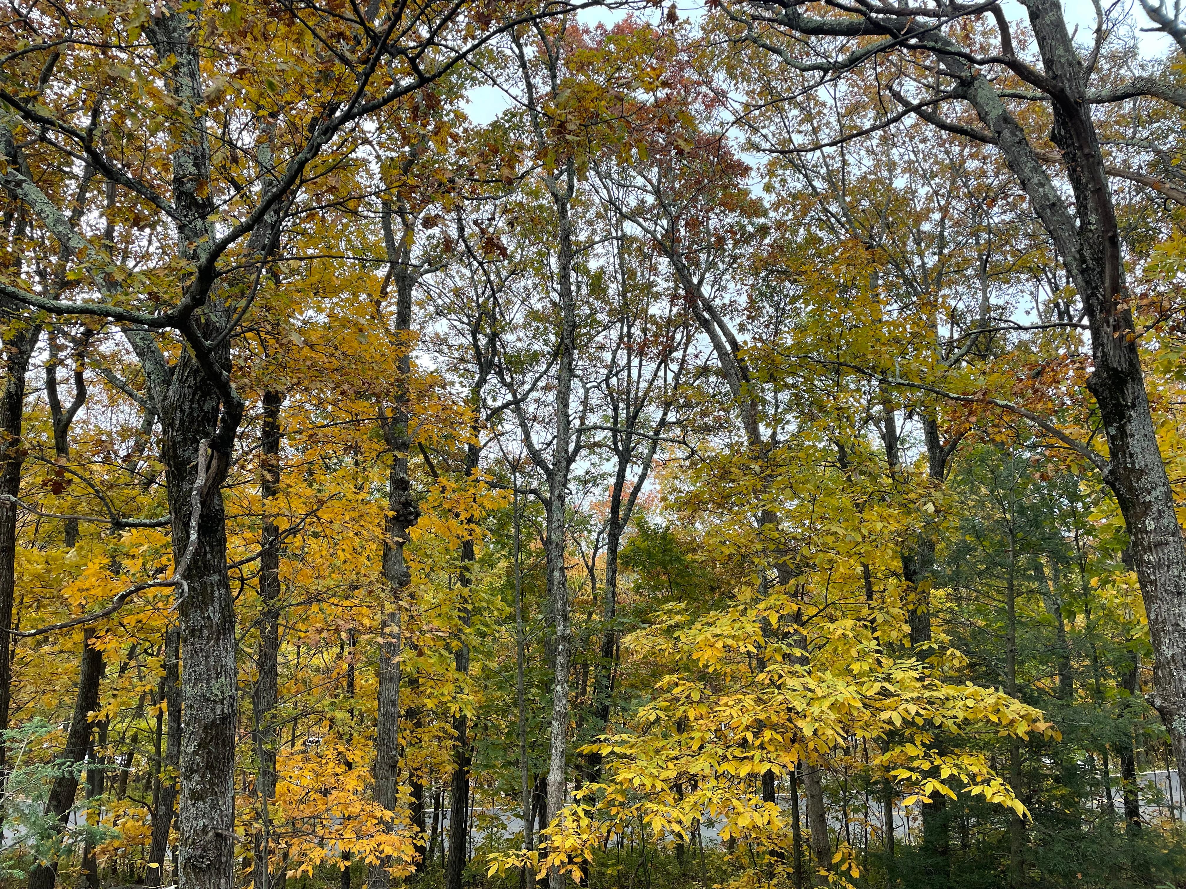 View of fall leaves from balcony