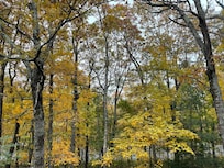 View of fall leaves from balcony