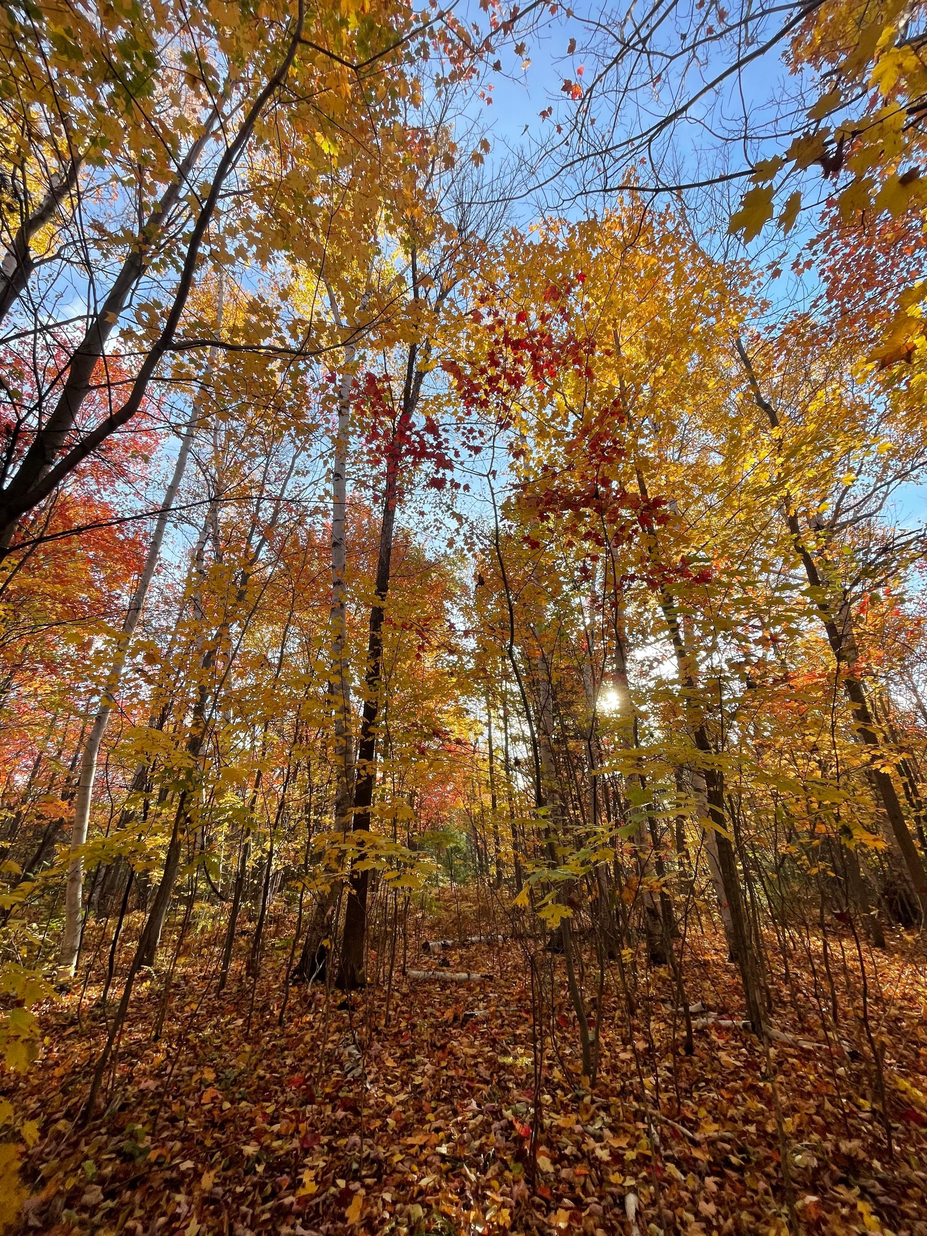 Gorgeous fall colors taken from a walk around the property