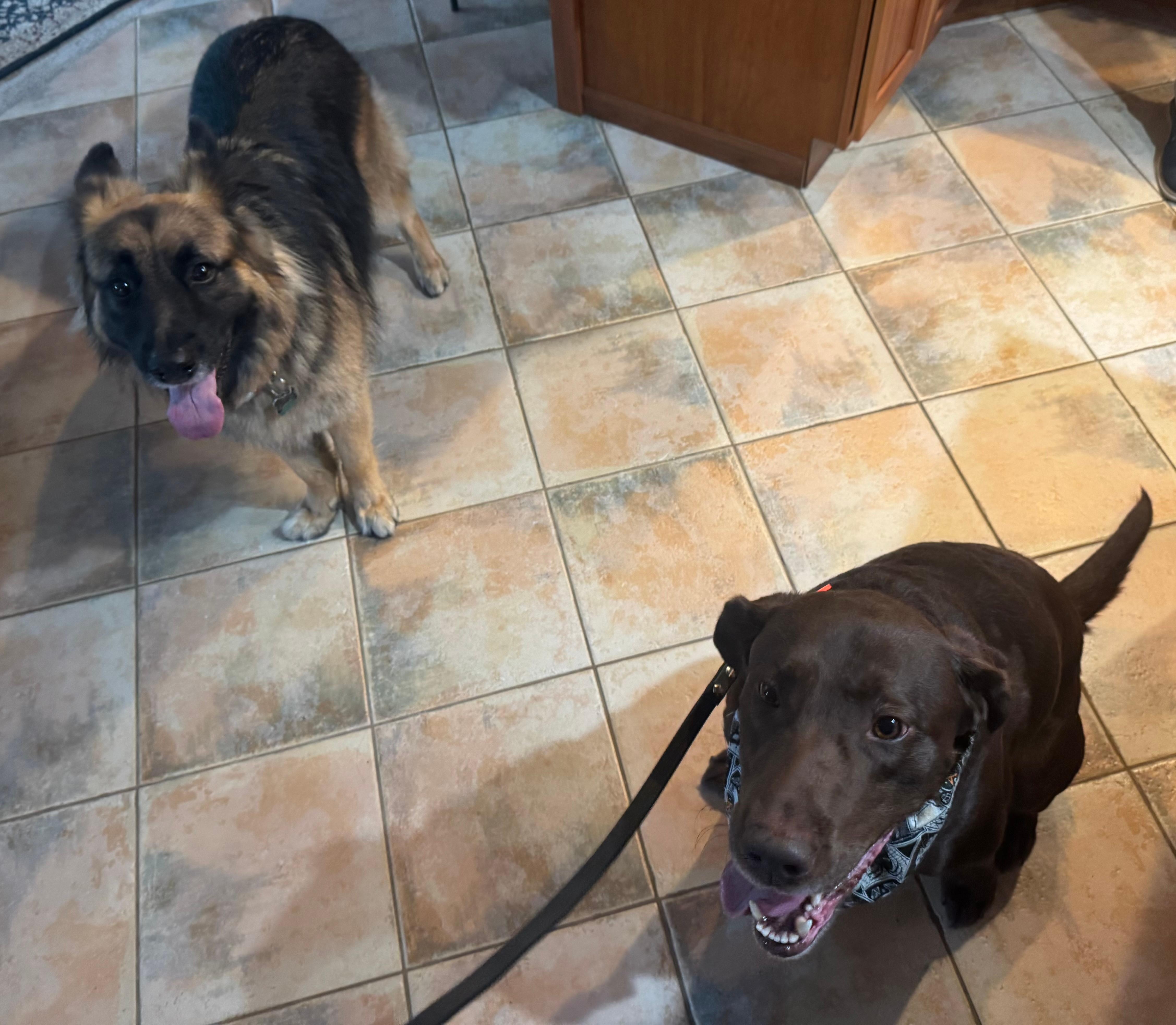 Riley (GSD) and our dog hanging out after some playtime