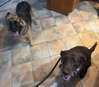 Riley (GSD) and our dog hanging out after some playtime