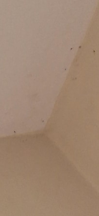 Spider 2