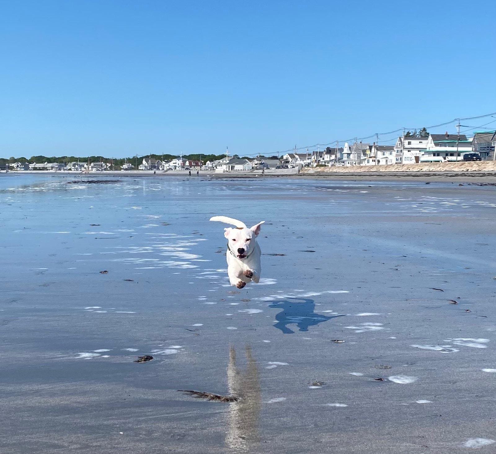 Action shot of our dog.