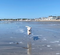 Action shot of our dog.