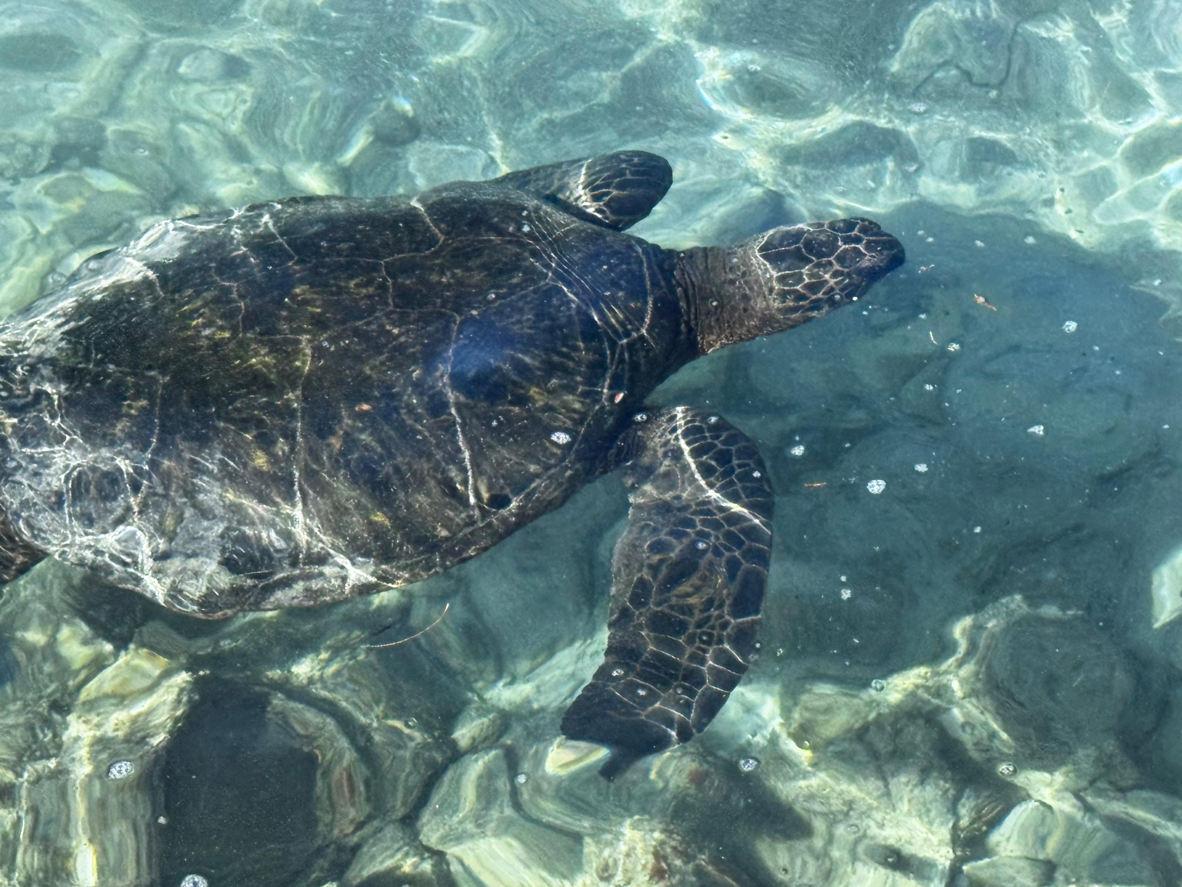 Snorkel spot (using the snorkel gear provided) nearby Hilo