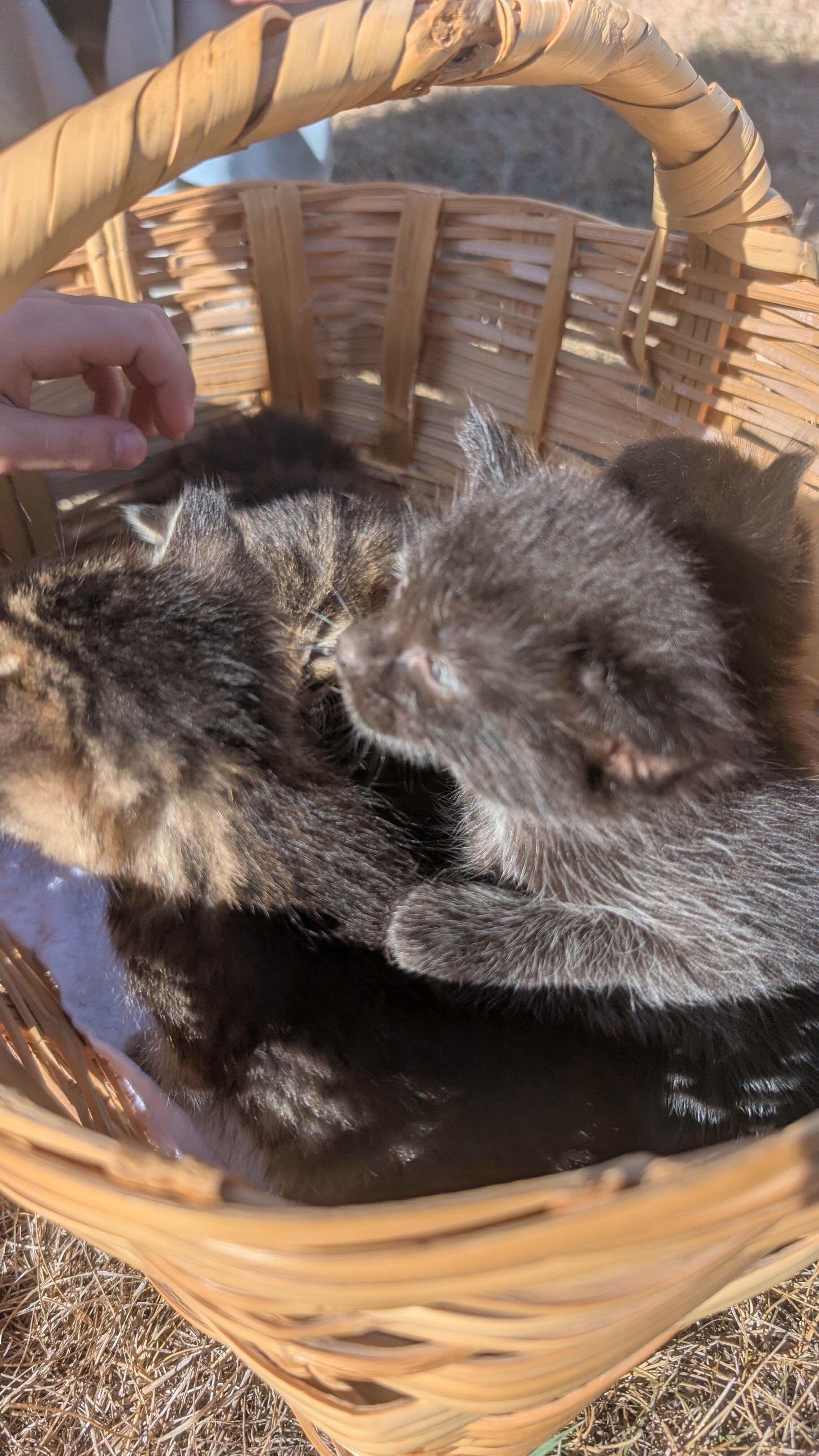 They brought their new kittens out for the kids to play with! 