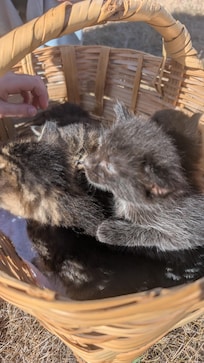 They brought their new kittens out for the kids to play with!