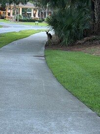 Saw several deer on our walks