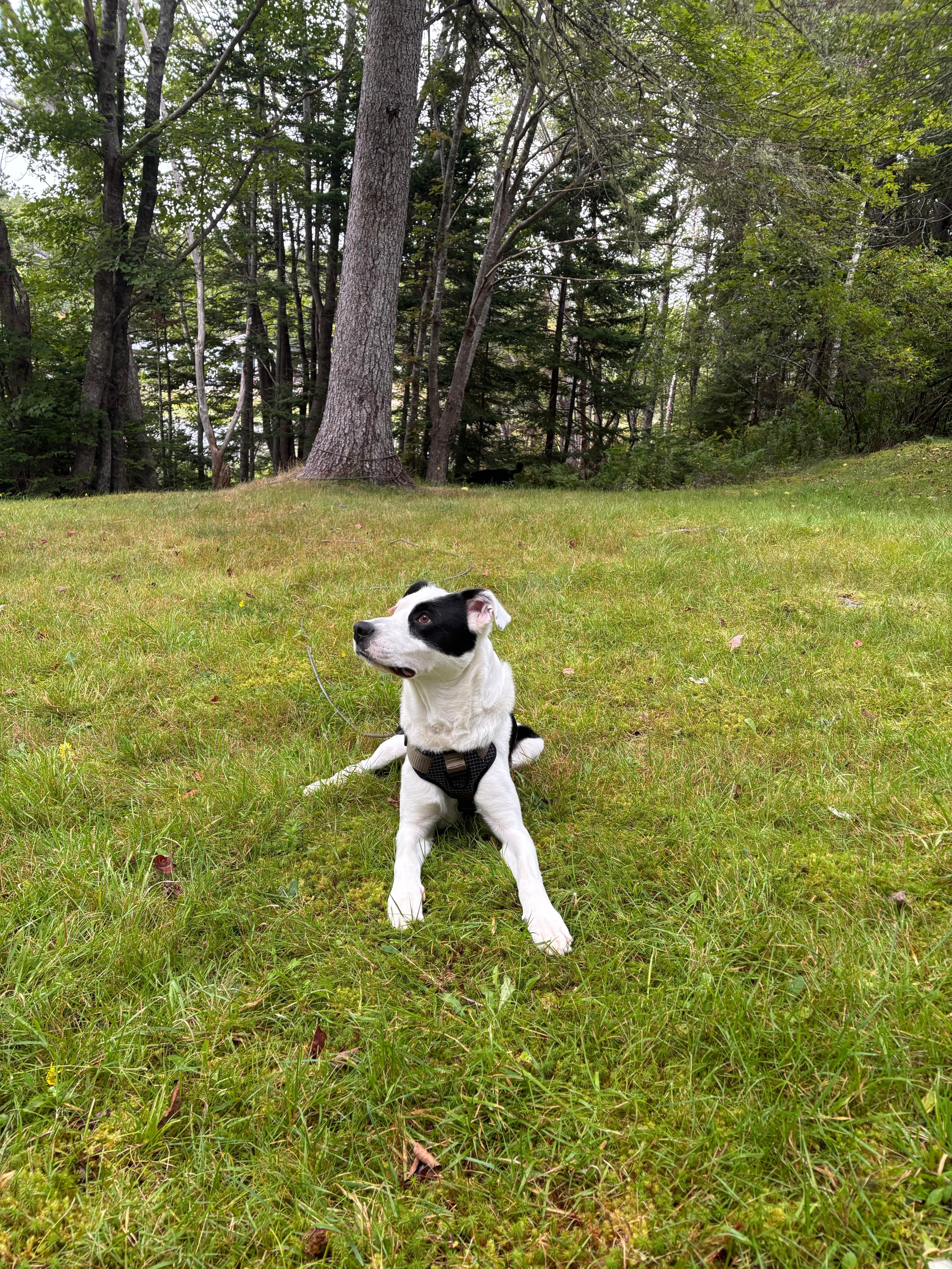 Space for fur friends 