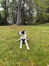 Space for fur friends