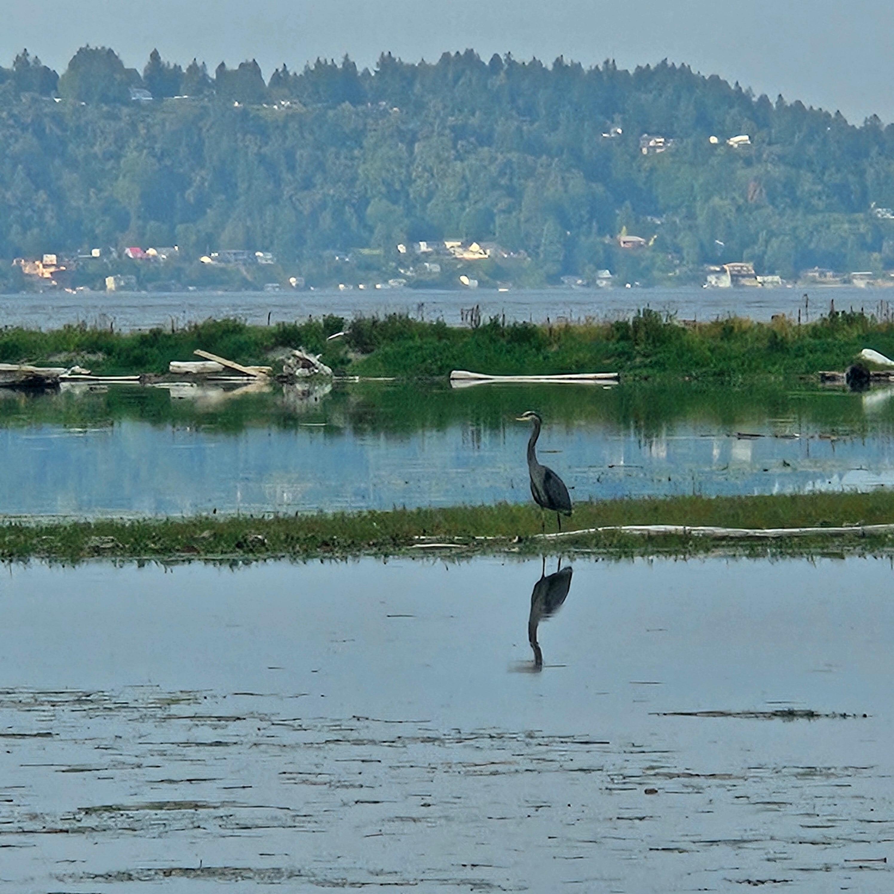 Beautiful heron