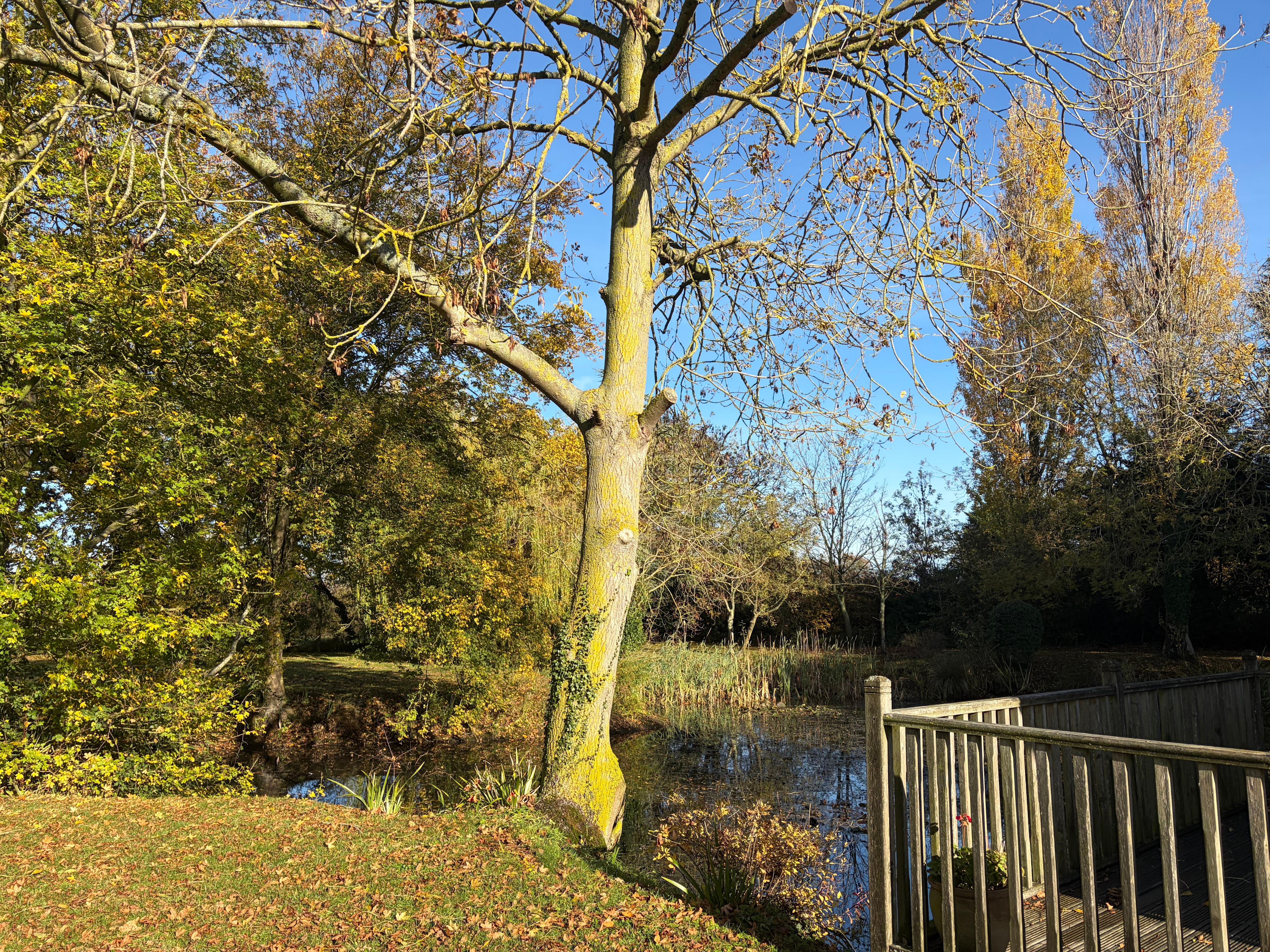 A view from the side of the cottage