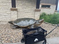Our old boy Cavo meeting with the turtle at the Driftless museum!