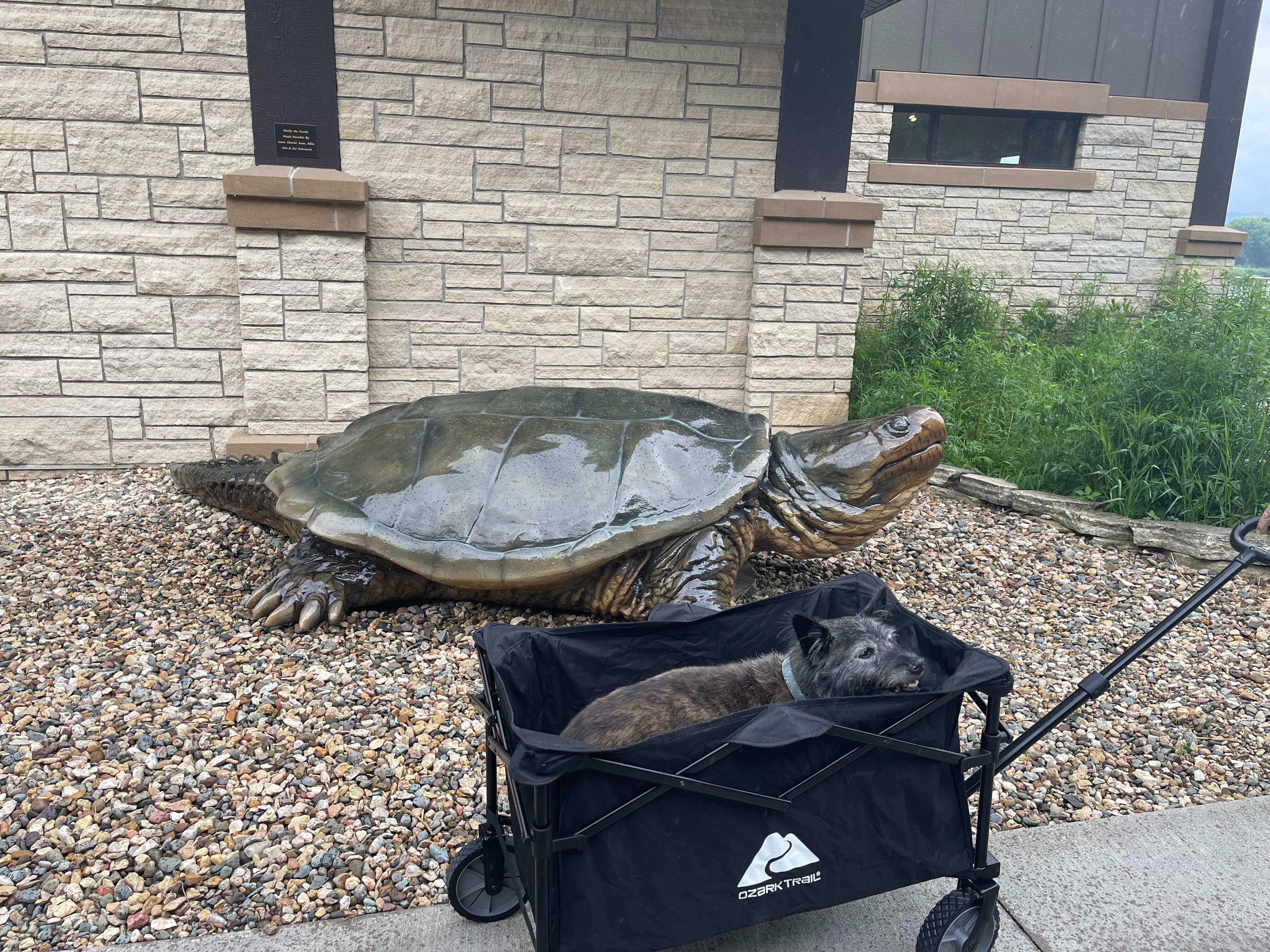 Our old boy Cavo meeting with the turtle at the Driftless museum!