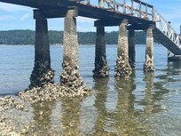 Under the dock