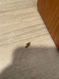 Roach in room.