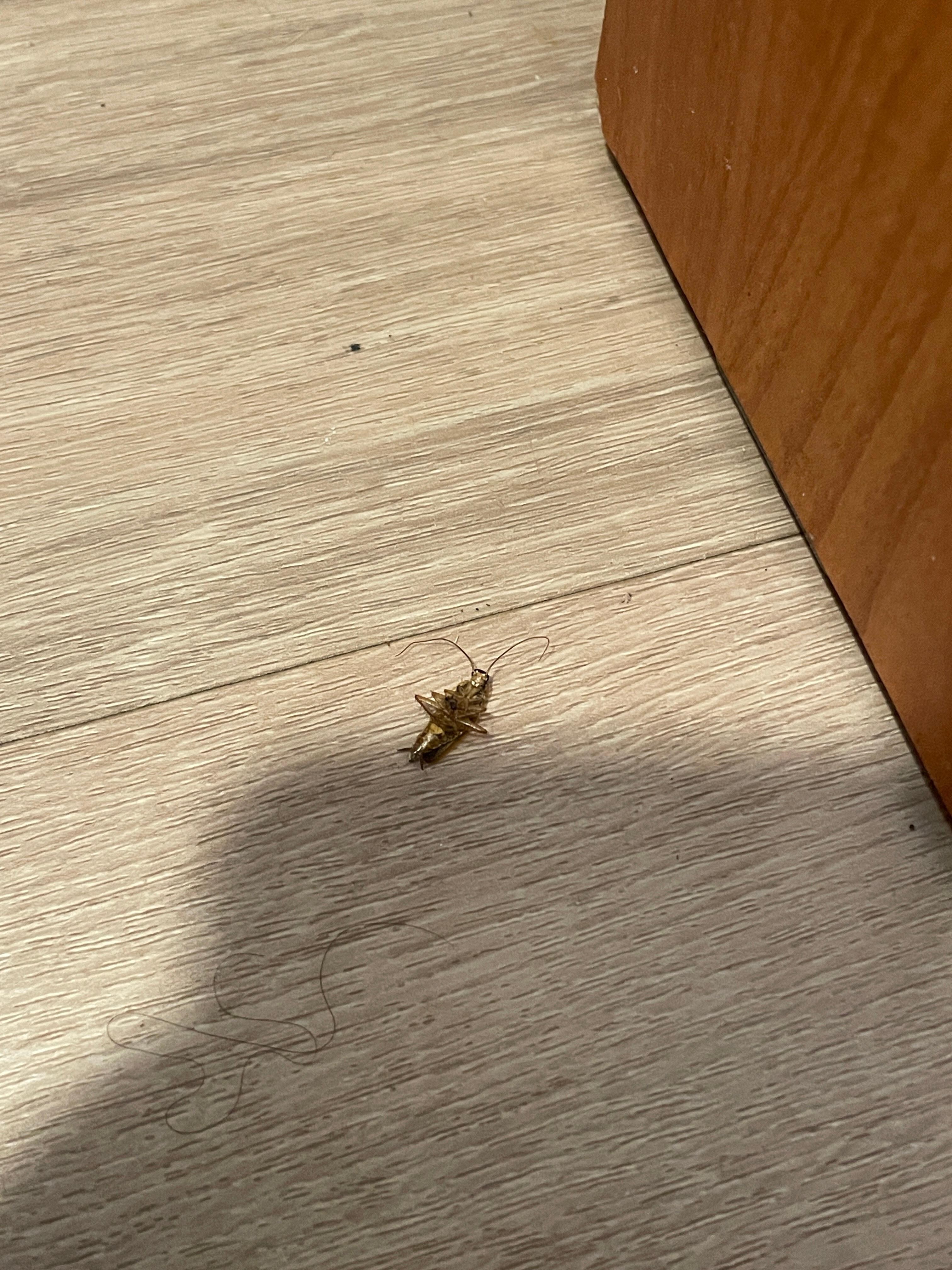 Roach in room. 