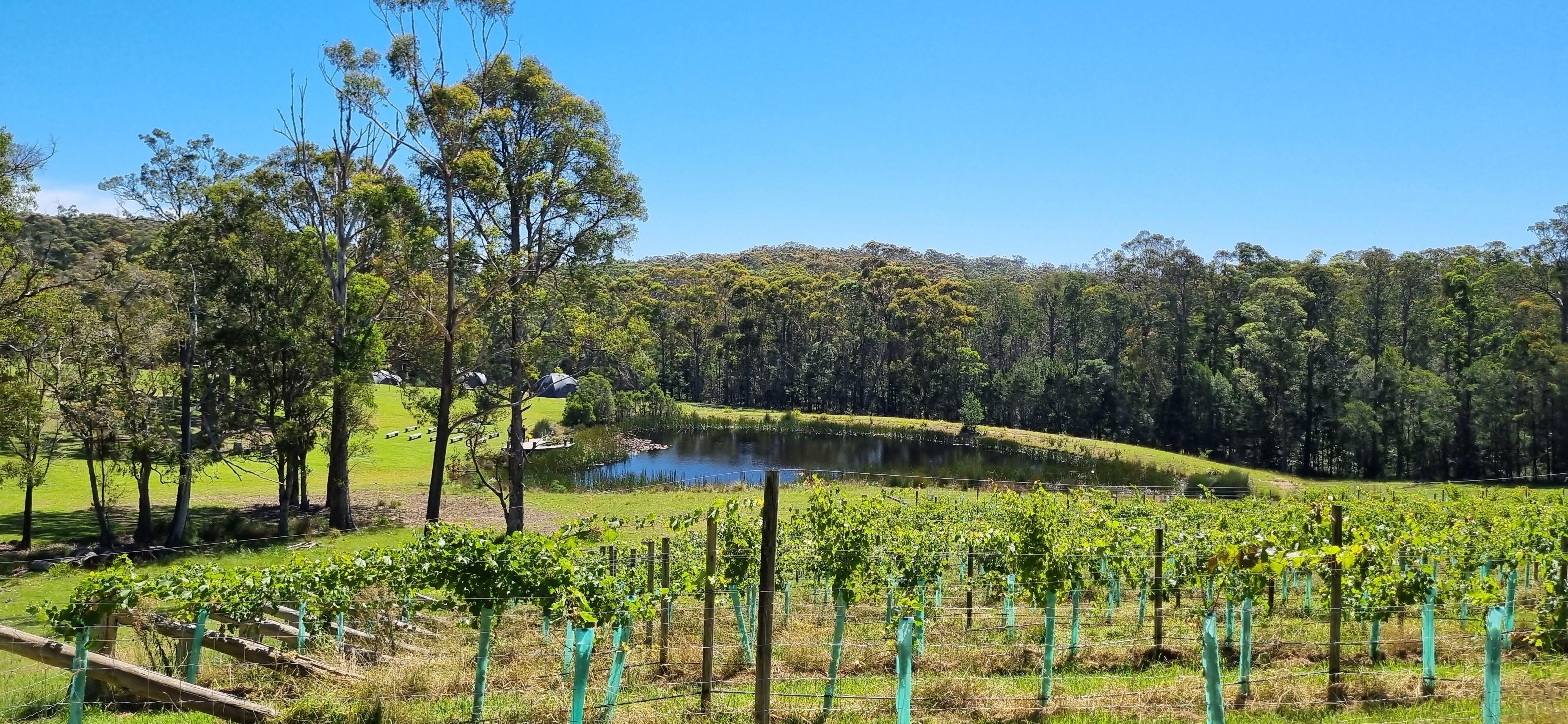 Mimosa winery