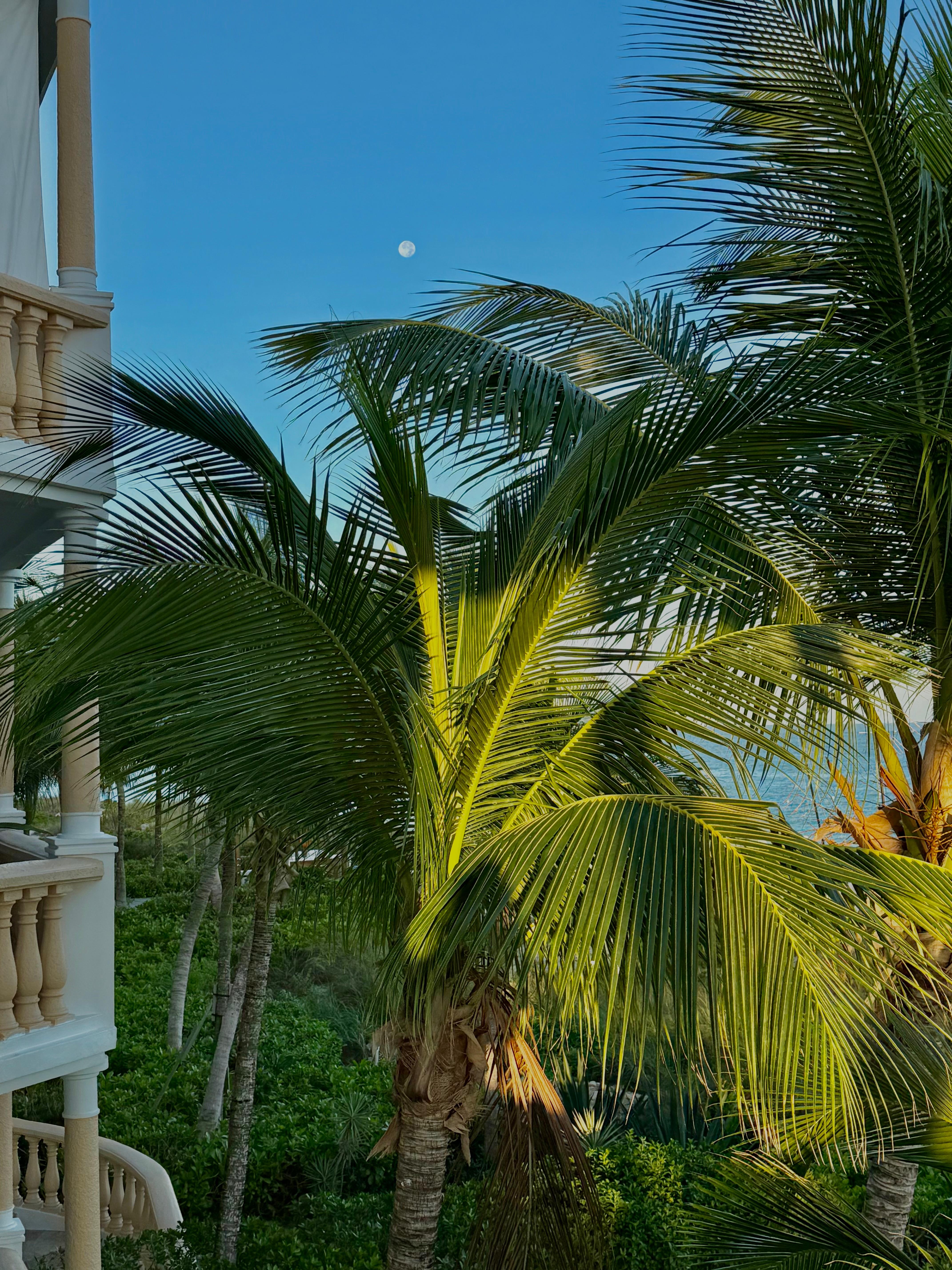 Palm trees everywhere