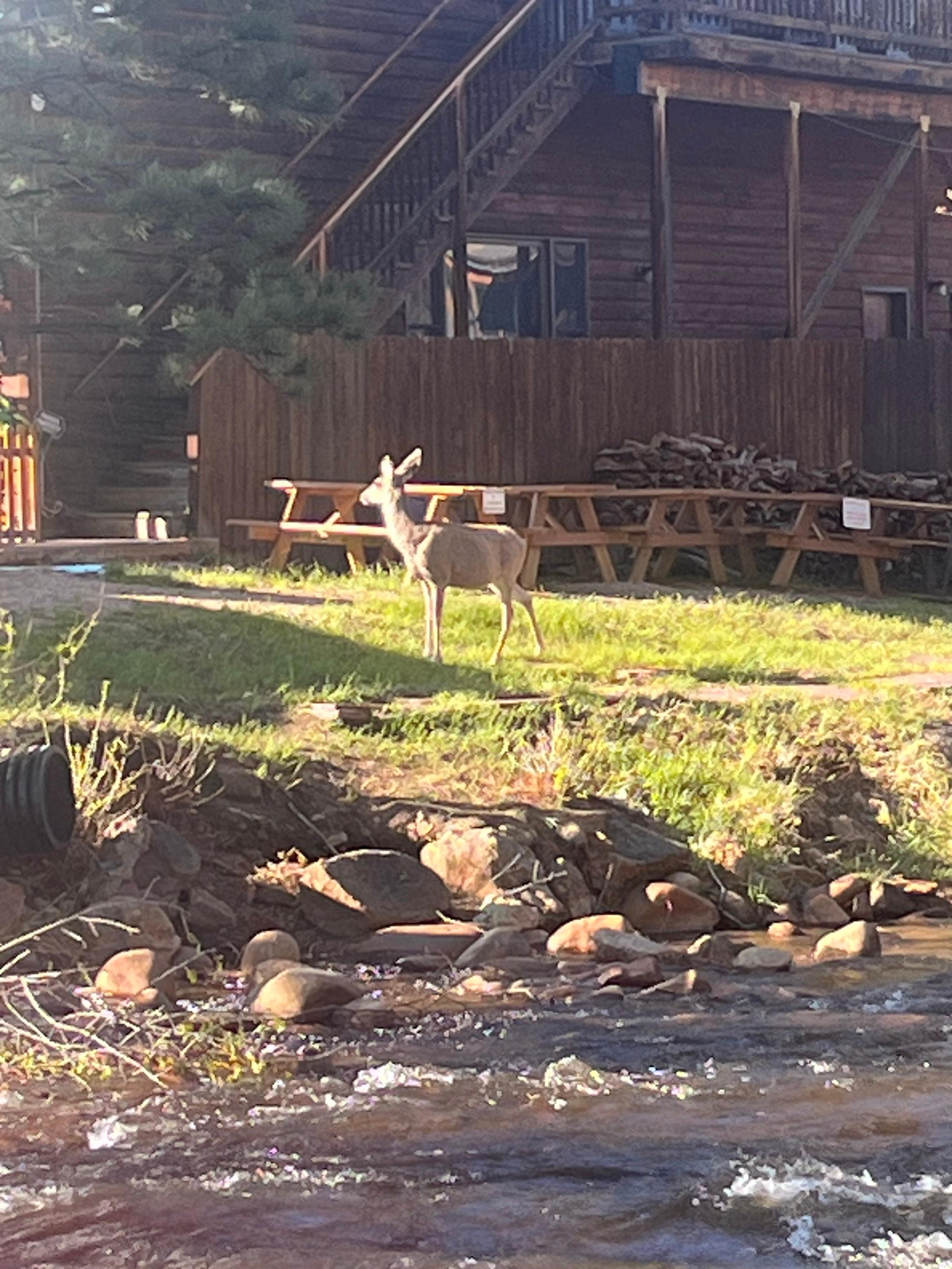 We also saw a deer right across the river