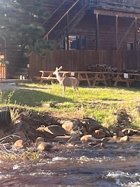 We also saw a deer right across the river