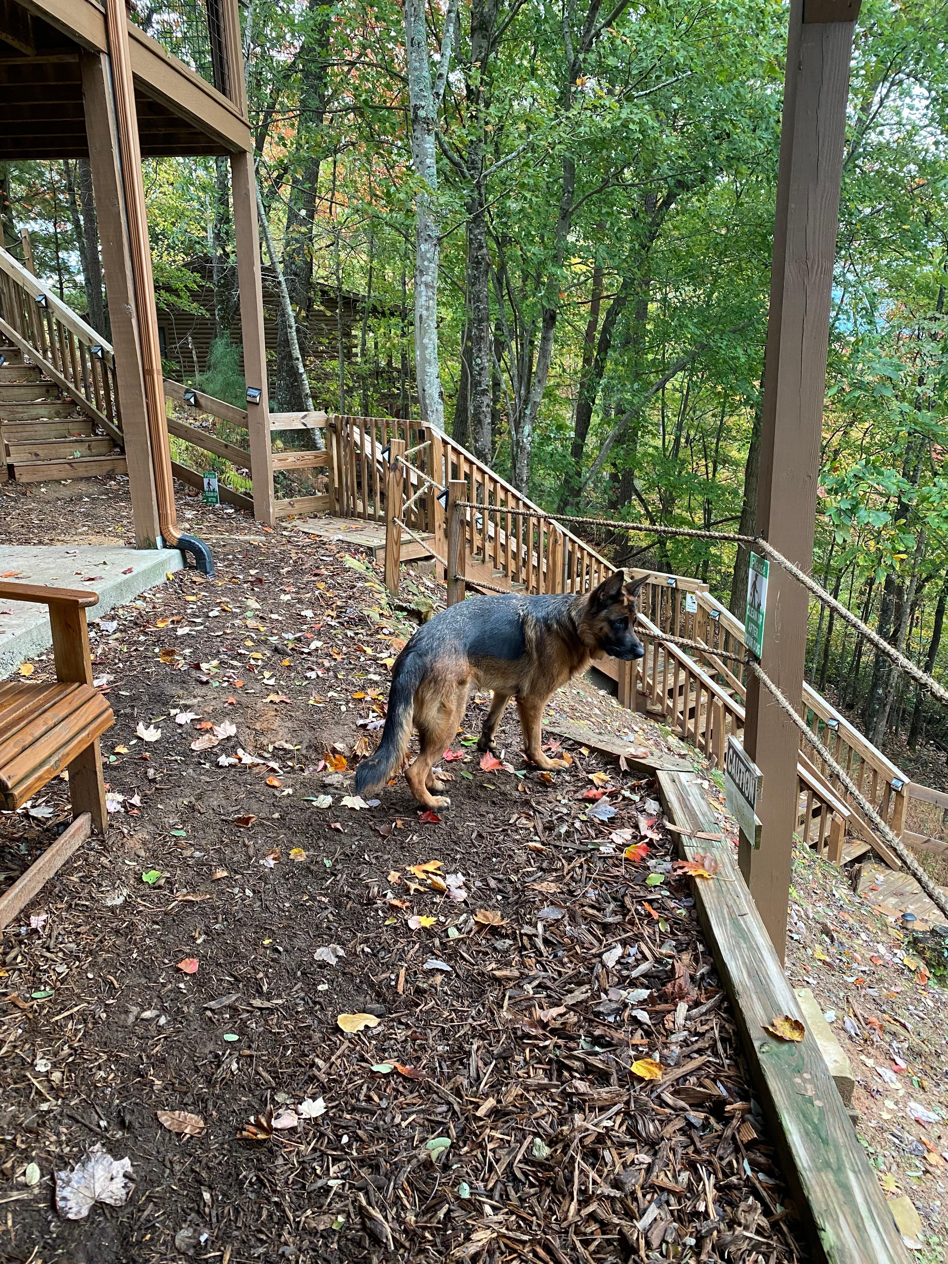 Kolbe assessing the yard.