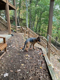 Kolbe assessing the yard.