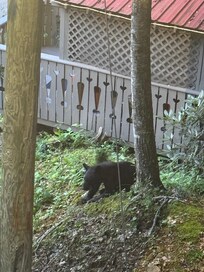 Bears come visit very often