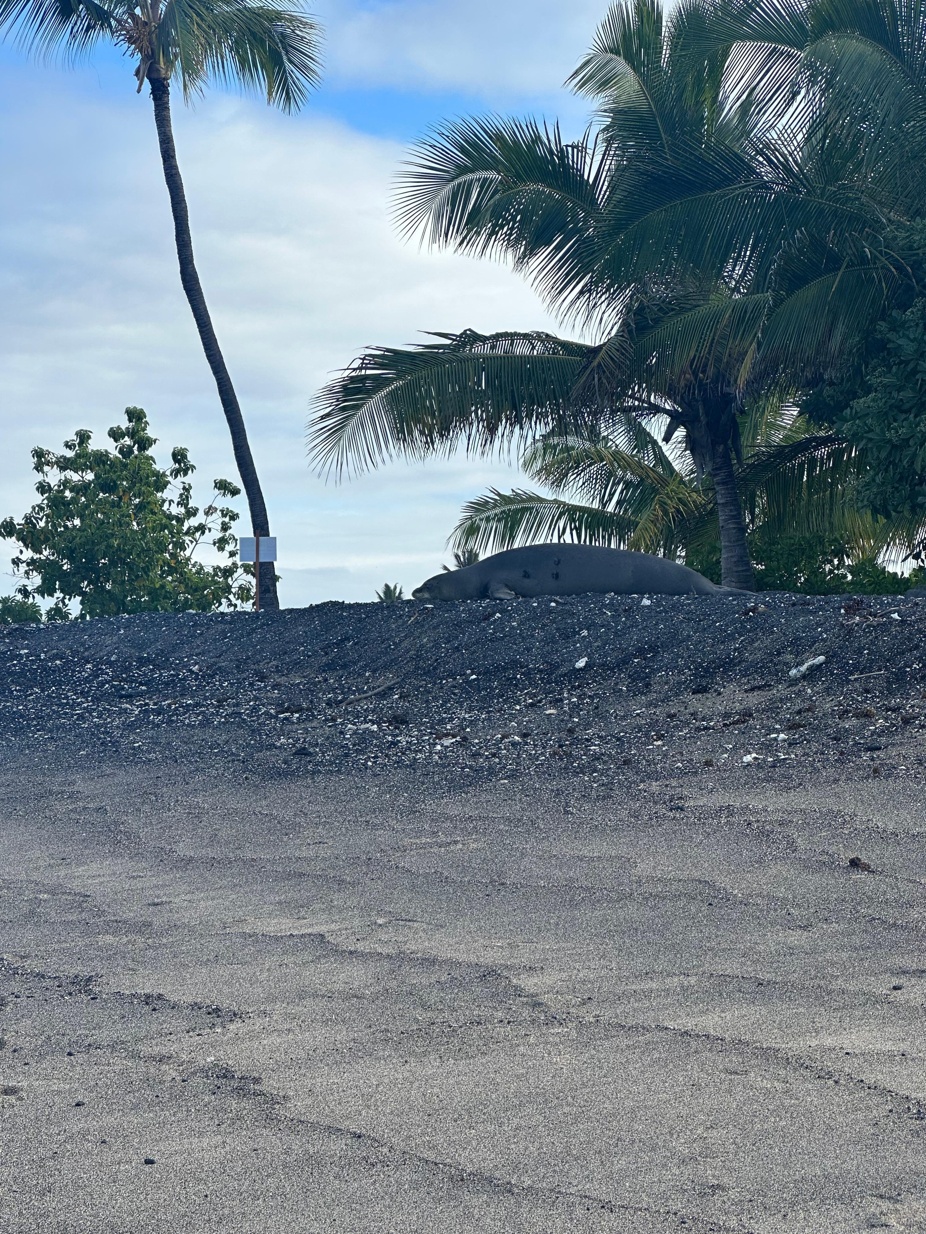 Hawaiian monk seal