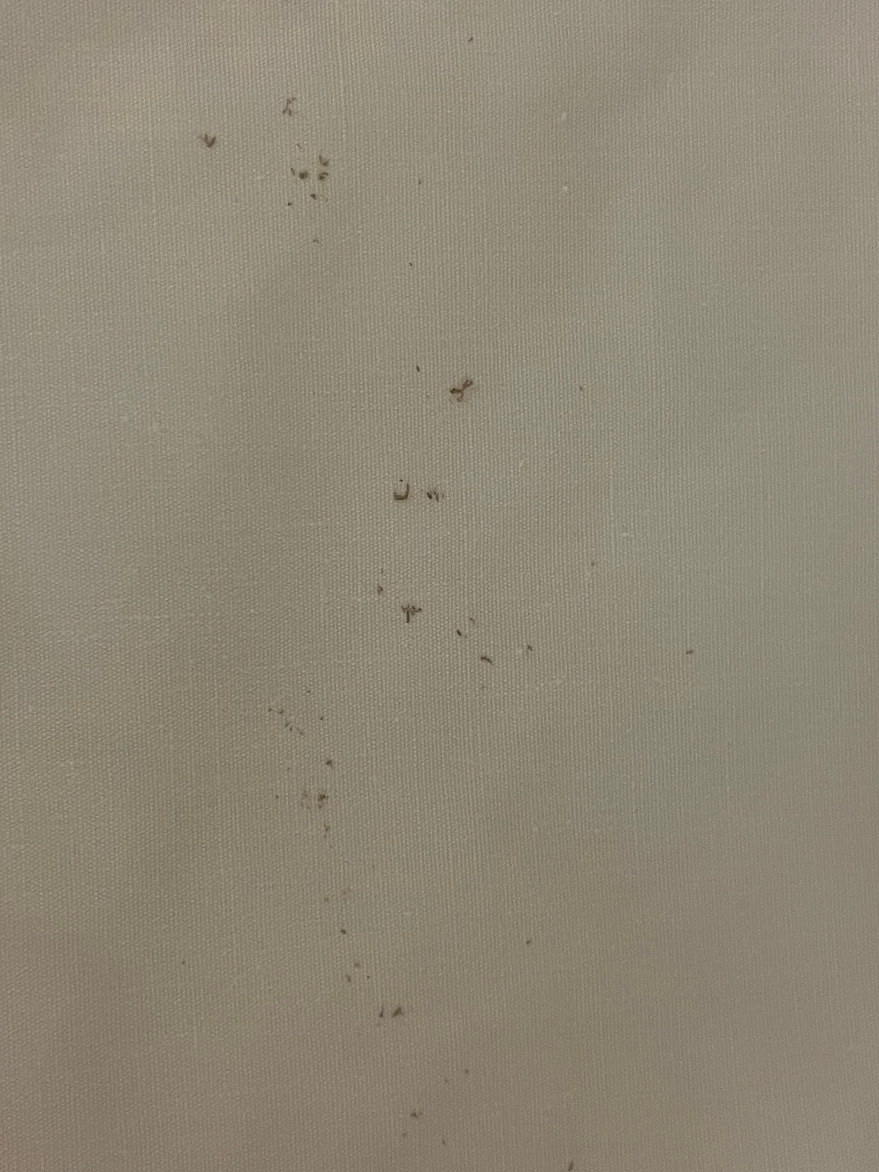 The bedding sheet had dried blood spots. I was ready to sleep when I uncovered the bed and saw this.