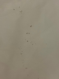 The bedding sheet had dried blood spots. I was ready to sleep when I uncovered the bed and saw this.