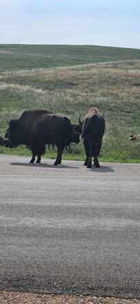 Did I mention Custer Park and the buffalo just a short drive.